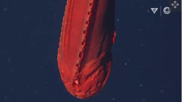 Seekor ikan paus yang sulit ditangkap terlihat pada kedalaman 6.600 kaki (2.013 meter) di lepas pantai Monterey Bay, California. (2021 MBARI)