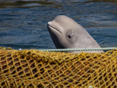 Paus beluga berenang dalam fasilitas penampungan di Primorsky, Rusia, Minggu (7/4). Rusia berencana membebaskan 98 paus yang dikurung dalam fasilitas penampungan tersebut. (Press Service of Administration of Primorsky Krai/Alexander Safronov/Handout via Reuters)