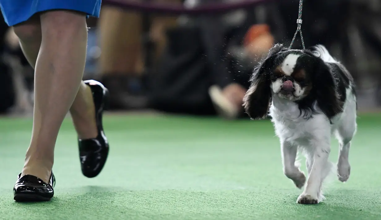Anjing jenis English Toy Spaniel berkompetisi dalam Breed Judging saat pertunjukan anjing Westminster Kennel Club di New York, Senin (11/2). Kompetisi yang disebut sebagai pertunjukan anjing terbesar itu digelar sejak 1877. (Sarah Stier/Getty Images/AFP)