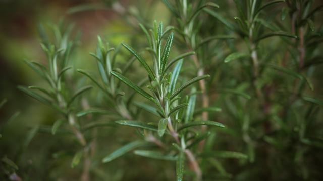 Ilustrasi aromaterapi rosemary