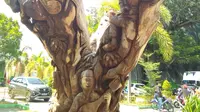 Pohon tua yang disulap jadi karya seni indah (Arfandi Ibrahim/Liputan6.com)