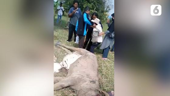 VIDEO: Pembantaian 9 Ekor Kerbau Warga