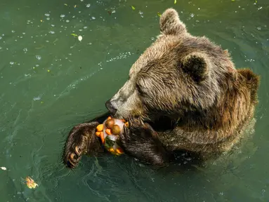 Seekor beruang coklat Eurasia memakan es buah pada hari yang panas di Bioparco di Roma, Italia, Selasa (19/7/2022). Penjaga kebun binatang di Bioparco sering memberi hewan es balok dengan buah atau daging di dalamnya pada hari-hari musim panas. (AP Photo/Andrew Medichini)