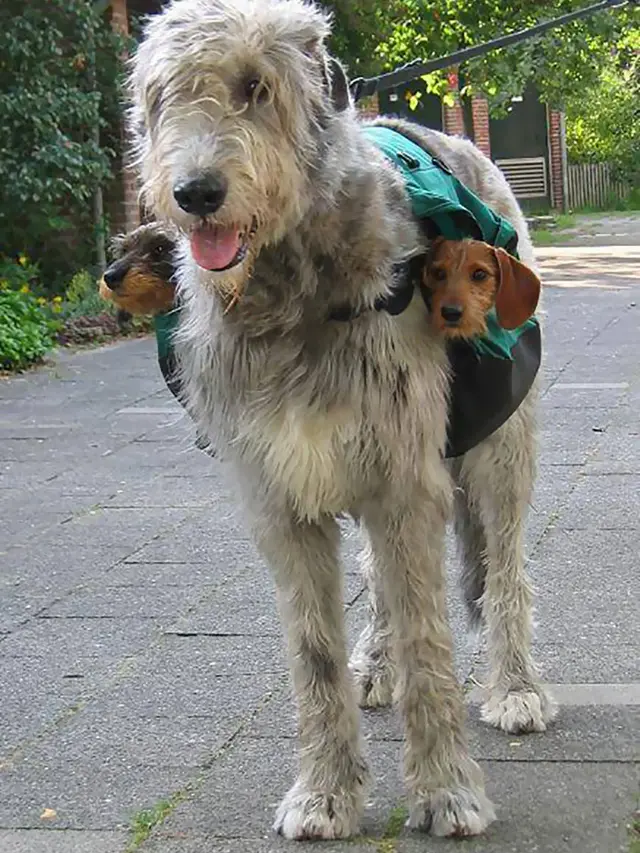 Potret Irish Wolfhounds si anjing raksasa