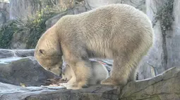 Bayi beruang kutub berjalan bersama induknya Nora saat penampilan publik pertamanya di Kebun Binatang Schoenbrunn, Wina, Austria, Kamis (13/2/2020). Anak beruang kutub yang tidak disebutkan namanya tersebut lahir pada 9 November 2019. (JOE KLAMAR/AFP)