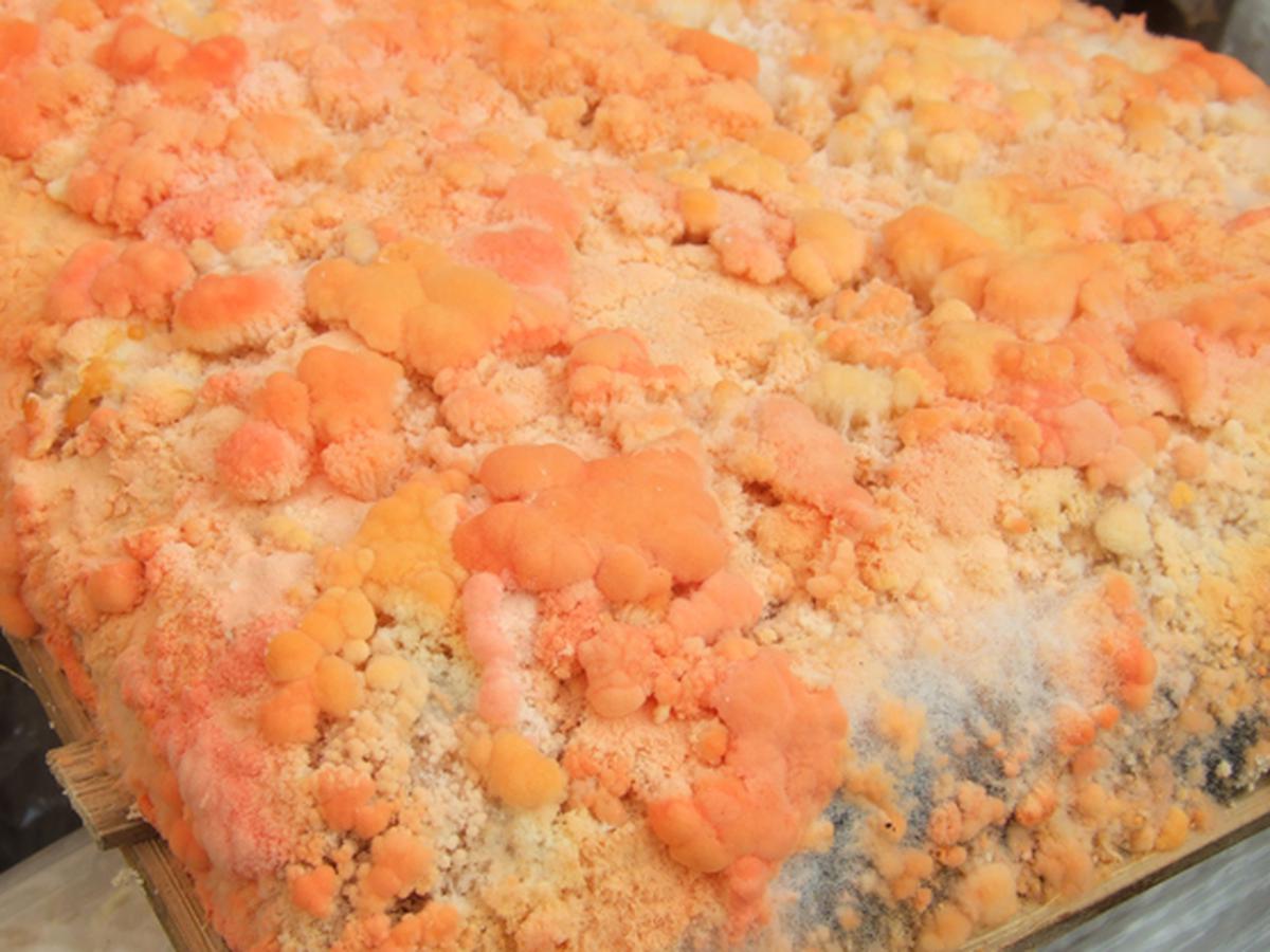 jenis jamur yang digunakan dalam fermentasi pembuatan oncom merah adalah
