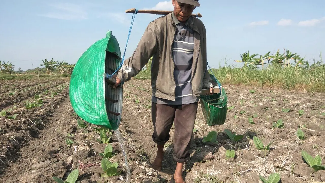 Petani Tembakau