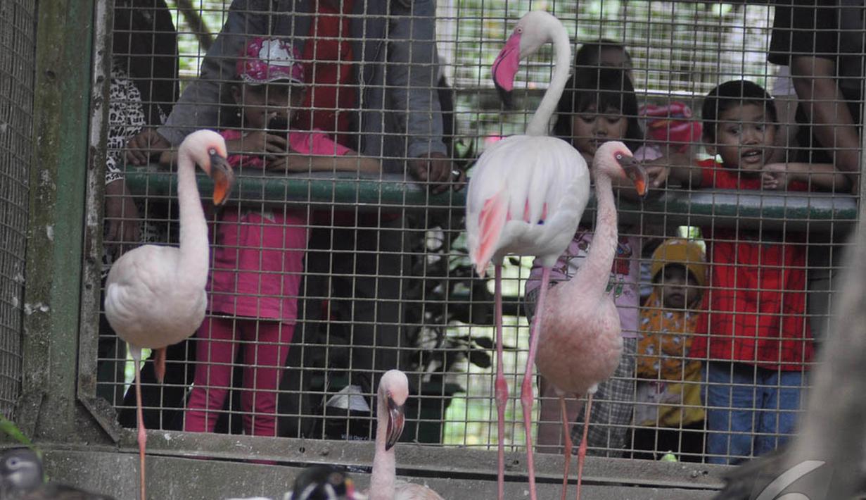 Anak-anak tampak antusias melihat burung flamingo di Taman Margasatwa Ragunan (TMR), Jakarta, Kamis (25/12/2014). (Liputan6.com/Miftahul Hayat)