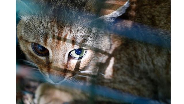 Ilmuwan Ini Temukan Spesies Kucing Baru, Penampakannya Mengagumkan