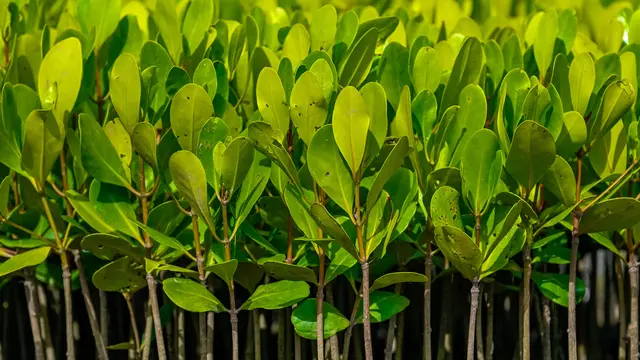 Potret Miris Benteng Alami Kawasan Pesisir di Hari Mangrove Sedunia
