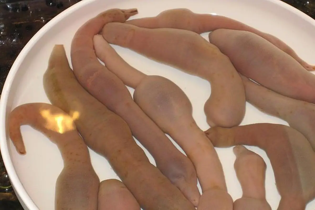 Ilustrasi ikan penis