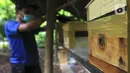 Sarang lebah madu jenis Trigona yang dibudidayakan anggota Kelompok Tani Hutan Hijau Lestari di kawasan Hutan Kota Srengseng, Kembangan, Jakarta Barat, Sabtu (5/6/2021). Selain bisa melihat lebahnya, warga juga bisa menyedot madu langsung dari sarangnya. (Liputan6.com/Johan Tallo)