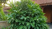 7 Tips Tanam Daun Salam dari Bibit Kecil hingga Tumbuh Rimbun Bertahun-tahun ala Ibu Rumah Tangga