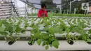 Karyawan memetik sayur hidroponik jenis bayam di Serua Farm, Bojongsari, Depok, Jawa Barat, Jumat (26/6/2020). Kebun sayur yang berdiri di atas lahan seluas 1200 meter persegi dengan 25.000 lubang tanam menyediakan sayuran hidroponik bebas pestisida. (Liputan6.com/Fery Pradolo)