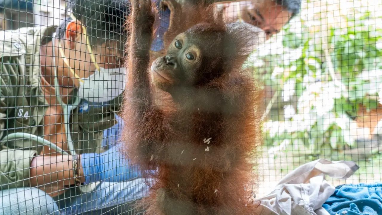 Penyelamatan orangutan dari Dusun Ampon, Desa Krio Hulu, Kecamatan Hulu Sungai, Kabupaten Ketapang. (Foto: Liputan6.com/IAR Indonesia/Aceng Mukaram)