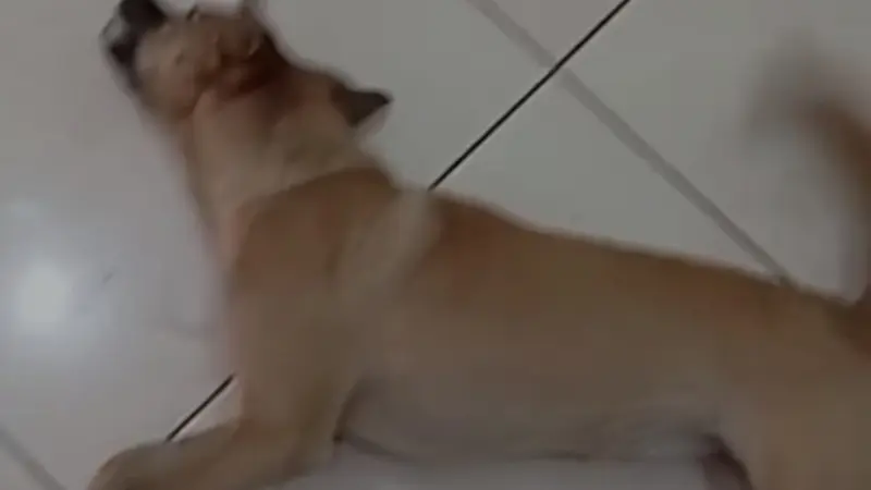 Tangkapan layar seekor anjing yang viral di media sosial mengalami kejang-kejang di Kelapa Dua, Kota Depok.