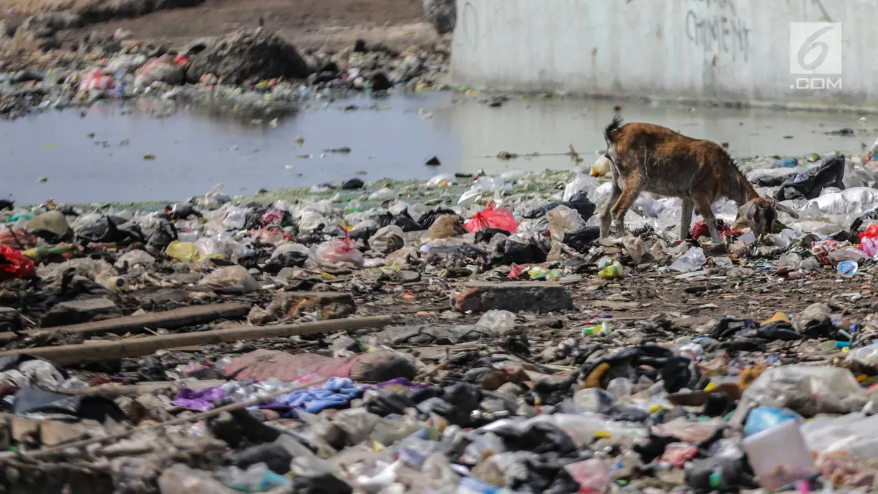Sampah Rumah Tangga Jadi Santapan Kambing di Muara Baru