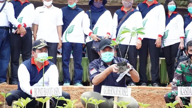 Banyuasin Kembangkan Budidaya Porang Pengganti Beras