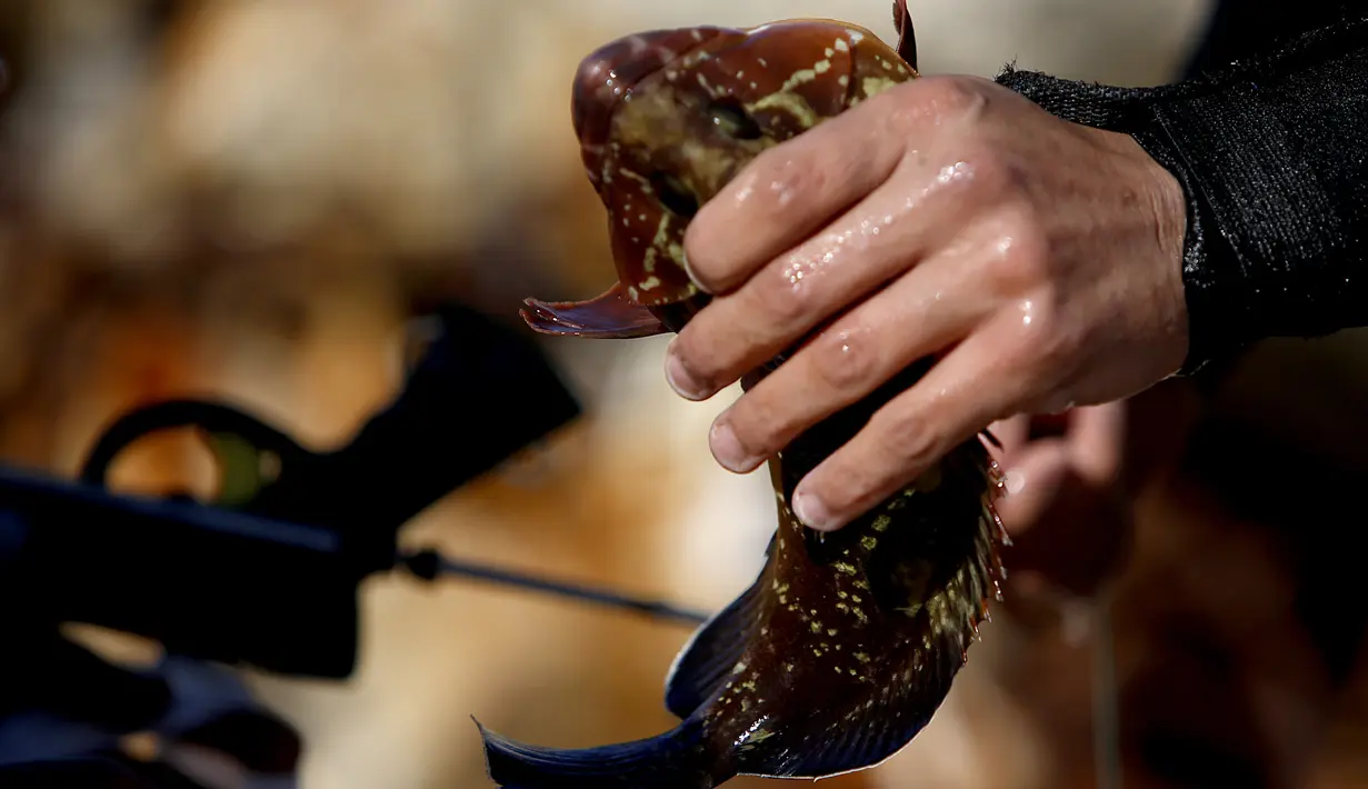 Salem Abu Amerah menunjukkan ikan tangkapannya setelah menyelam di laut di pelabuhan  Kota Gaza (20/12/2019). Salem Abu Amerah menjual ikan di pasar dan menghasilkan sekitar $ 15 per pekerjaan hari.  (AP Photo/Hatem Moussa)