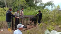 BKSDA pasang perangkap untuk beruang yang membuat warga resah di Kabupaten Agam. (Liputan6.com/ Dok BKSDA Agam)
