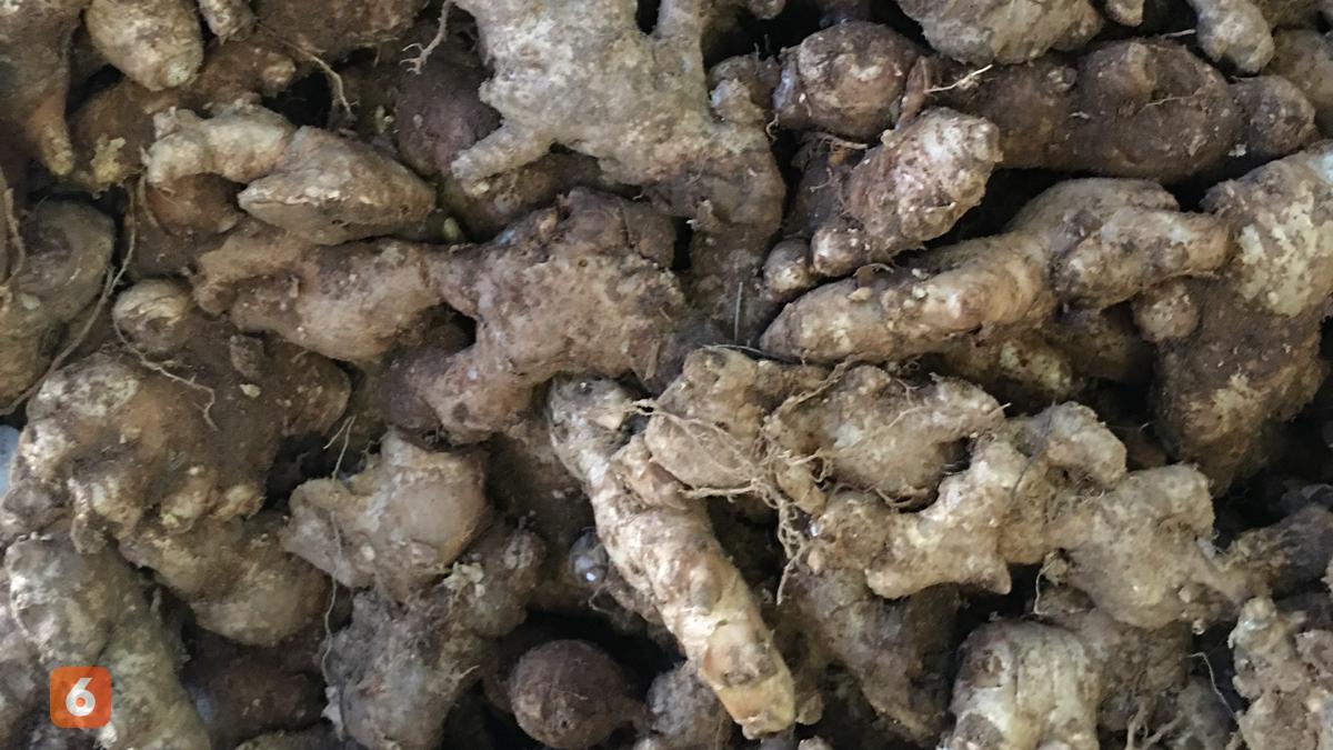 Jahe Emprit, Bahan Obat Tradisional dengan Potensi Besar dari Rimpang Kecil