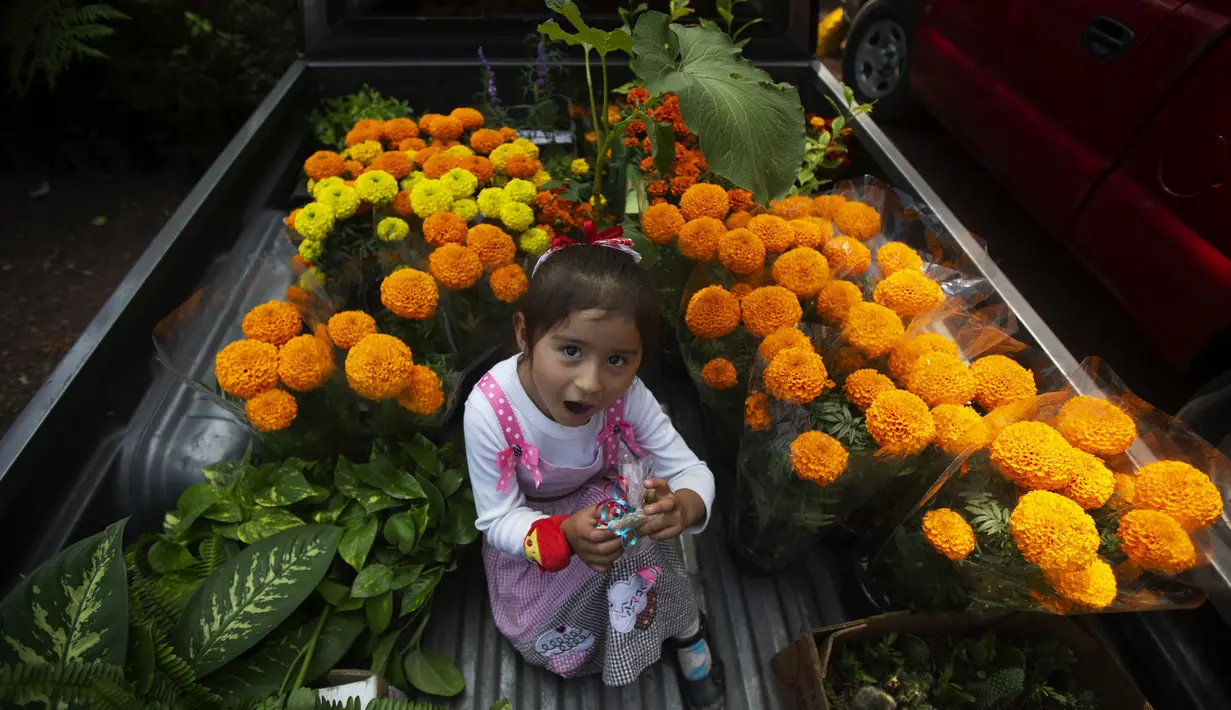 Seorang gadis duduk dalam bak truk pikap penuh bunga marigold di Xochimilco, Mexico City, Meksiko, Rabu (14/10/2020). Panen bunga marigold Meksiko yang dikenal sebagai Cempasuchil dalam bahasa Nahuatl dilakukan jauh-jauh hari sebelum hari libur Day of the Dead. (AP Photo/Marco Ugarte)