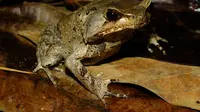 Katak Tanduk Sumatera Selatan (Megophrys Selatanensis). (dok Eric N Smith dari Universitas Texas at Arlington)