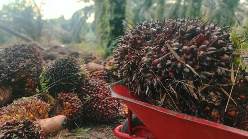 Tandan buah segar sawit salah satu petani di Riau.