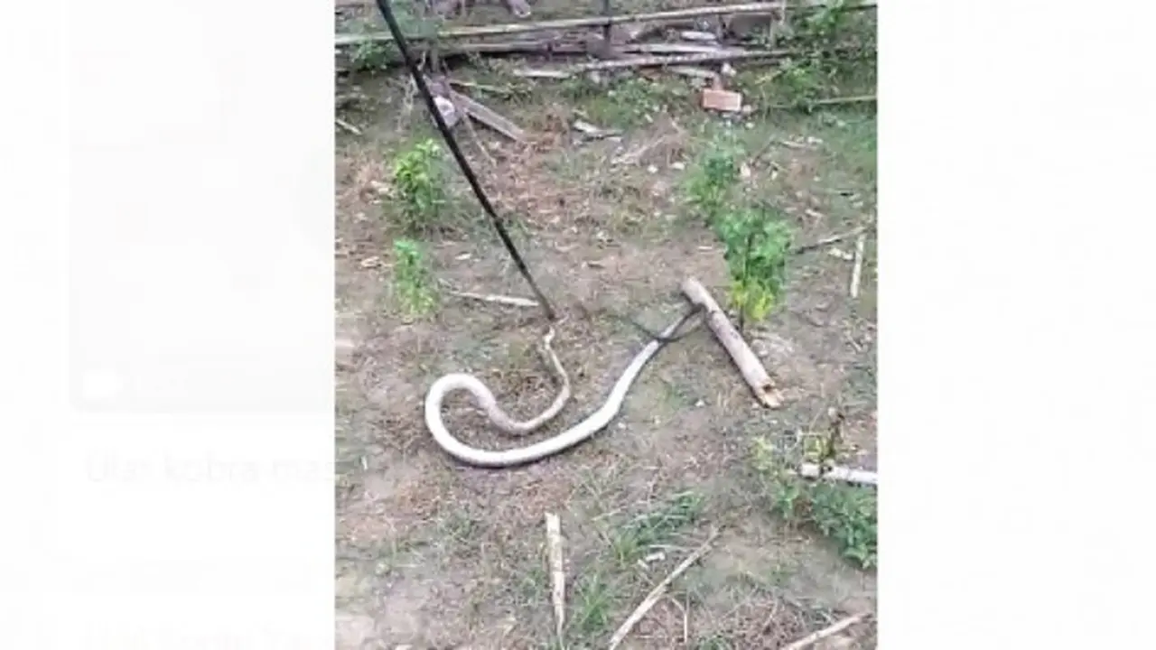 Ular Kobra 3 Meter Masuk Permukiman Warga di Sigi