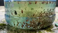 Budidaya Kutu Air di Galon Bekas, Cara Mudah Memproduksi Pakan Alami Ikan dengan Biaya Murah