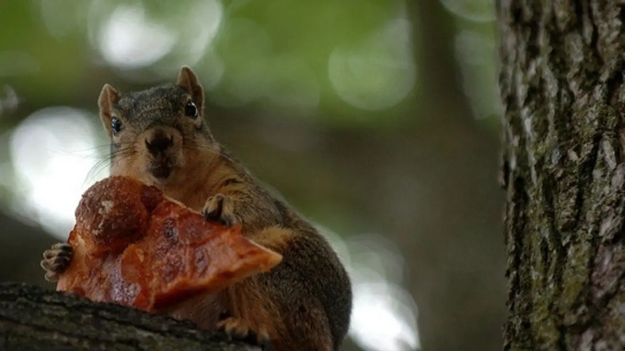Pizza Tupai dari Negeri Paman Sam