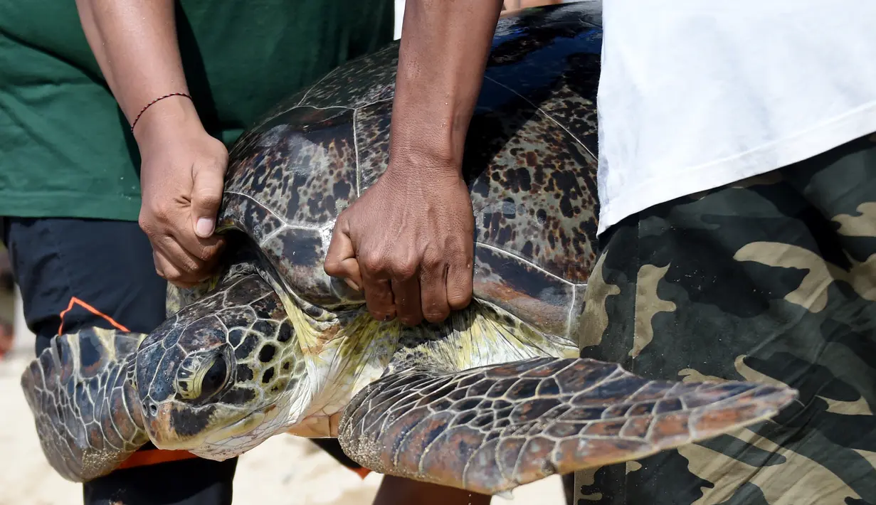 Penyu hijau saat dilepaskan kembali ke laut di Pantai Kuta dekat Denpasar, Bali (20/12/2019). Polisi laut sebelumnya pada 18 Desember menangkap tujuh kura-kura hijau yang diduga diselundupkan dari Kabupaten Singaraja. (AFP Photo/Sonny Tumbelaka)
