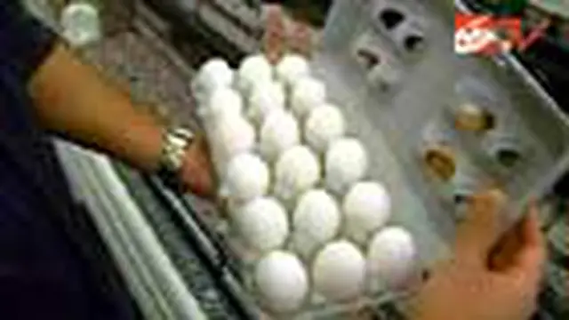 Cegah Salmonela, Amerika Tarik 380 Juta Telur