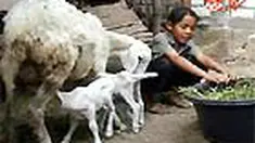 liputan6