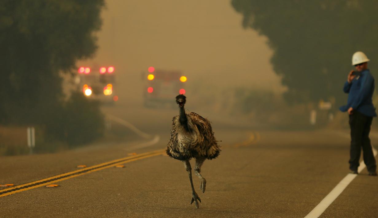 Seekor burung emu dengan luka bakar berlari menyelamatkan diri saat kebakaran melanda di dekat Potrero, California, AS, Senin (20/6). Kebakaran yang terjadi di California disebabkan suhu tinggi dan musim kering yang berkepanjangan. (REUTERS/Mike Blake)