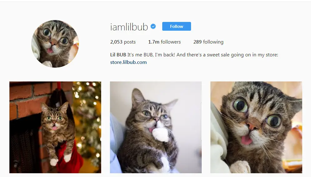 	Lil Bub, seekor kucing yang memiliki jumlah follower terbanyak di Instagram (Sumber: Instagram @iamlilbub)
