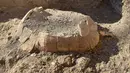 Fosil kura-kura dengan telur yang ditemukan di dalamnya dan berasal dari sekitar 2000 tahun yang lalu di area Terme Stabiane di Taman Arkeologi Pompeii dekat Napoli, Italia selatan, terlihat dalam foto tak bertanggal yang disediakan pada Jumat, 24 Juni 2022. (Pompeii Archaeological Park via AP)