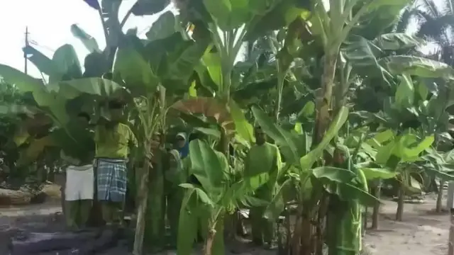 6 Potret Penampakan Nyeleneh di Pohon Pisang Bikin Kaget, Harus Lihat Fokus