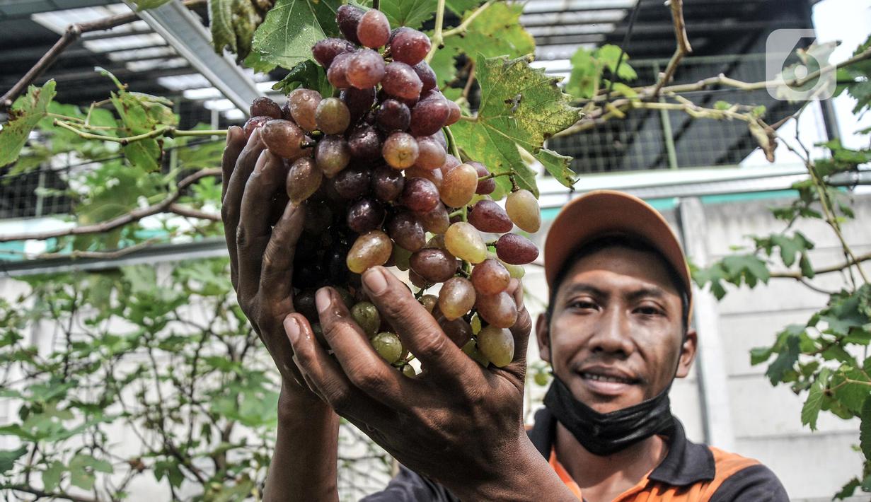 Wagiman (40), petugas Penanganan Prasarana dan Sarana Umum (PPSU) Kelurahan Pondok Kopi menunjukkan buah anggur yang siap panen di kawasan Rawa Jaya, Kecamatan Duren Sawit, Jakarta Timur, Senin (6/6/2022). Wagiman bersama rekan PPSU Kelurahan Pondok Kopi menyulap lahan seluas 300 meter persegi yang sebelumnya tempat pembuangan sampah liar menjadi kebun anggur. (merdeka.com/Iqbal S. Nugroho)