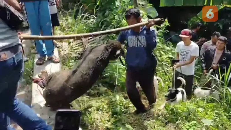 Babi hutan masuk pemukimna warga bikin resah, akhirnya berhasil ditangkap di Kabupaten Sukabumi (Liputan6.com/Fira Syahrin).