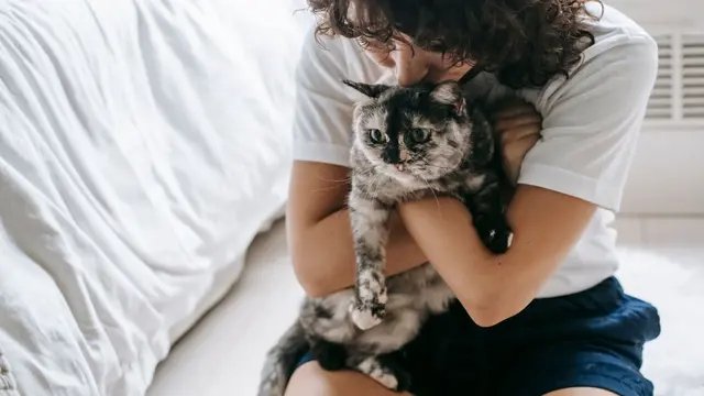 Manfaat Memelihara Kucing
