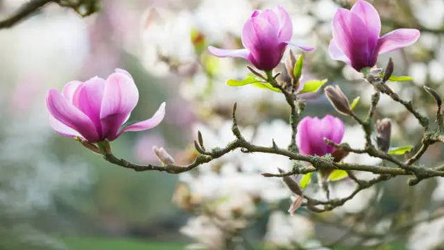 Ilustrasi Bunga Magnolia