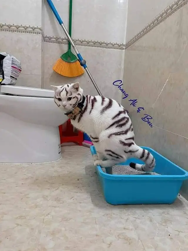 6 Pose Absurd Kucing Saat di Litter Box Ini Kerap Bikin Tepuk Jidat