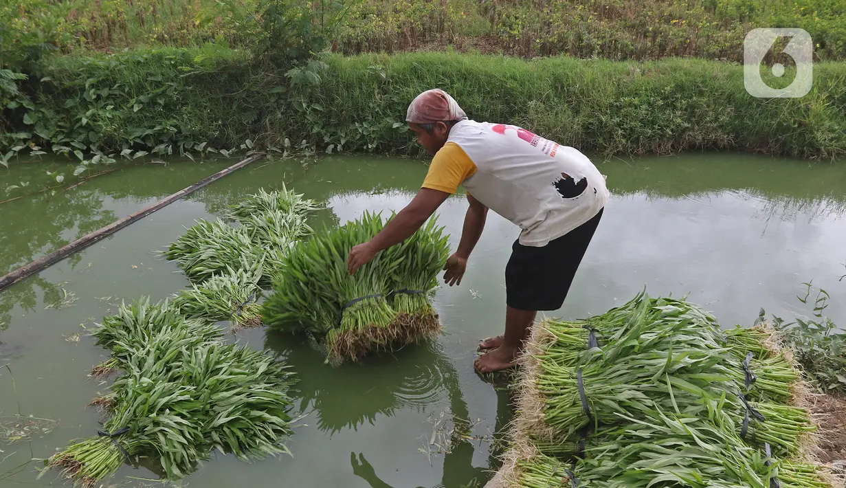 Petani mencuci hasil panen tanaman kangkung di lahan pertanian kawasan Rorotan, Cilincing, Jakarta Utara, Selasa (5/1/2021). Berdasarkan data Dinas Ketahanan Pangan, Kelautan, dan Perikanan Provinsi DKI, hanya terdapat sekitar 414 hektare lahan sawah di Ibu Kota. (Liputan6.com/Herman Zakharia)