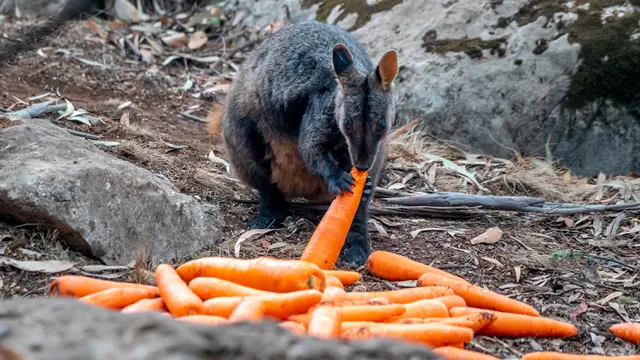 Australia Sebar Ubi dan Wortel
