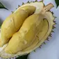 Durian Sibodong, Jawara dalam kontes durian Festival Buah 4 Jawa Tengah, 2019. (Foto: Liputan6.com/Istimewa/Muhamad Ridlo)