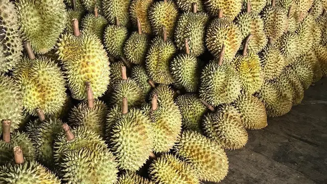 [Bintang] Buah Durian