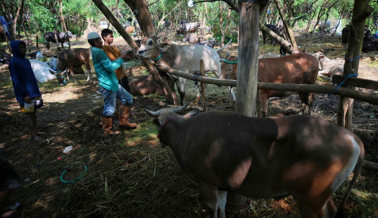 Para pekerja mengikat seekor sapi ke pohon sambil menunggu pelanggan menjelang Hari Raya Idul Adha 1447 Hijriah di Jakarta, Selasa 26 Mei 2026. (AP Photo/Dita Alangkara)