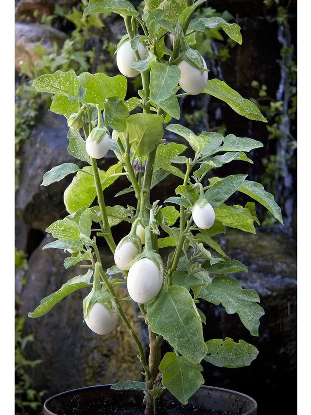 Terong Telur Pot