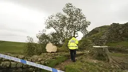 Otoritas Taman Nasional Northumberland mengatakan bahwa mereka sedang menyelidiki apa yang telah terjadi. (Owen Humphreys/PA via AP)